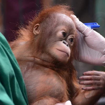 Iqo-when-She-First-Arrived-by-Indrayana-_2_-_1_-683x1024